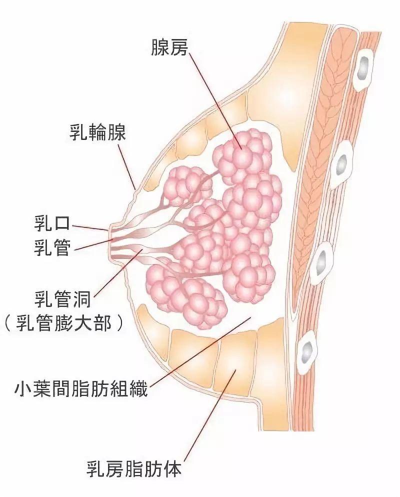 乳腺增生疼痛范围图片