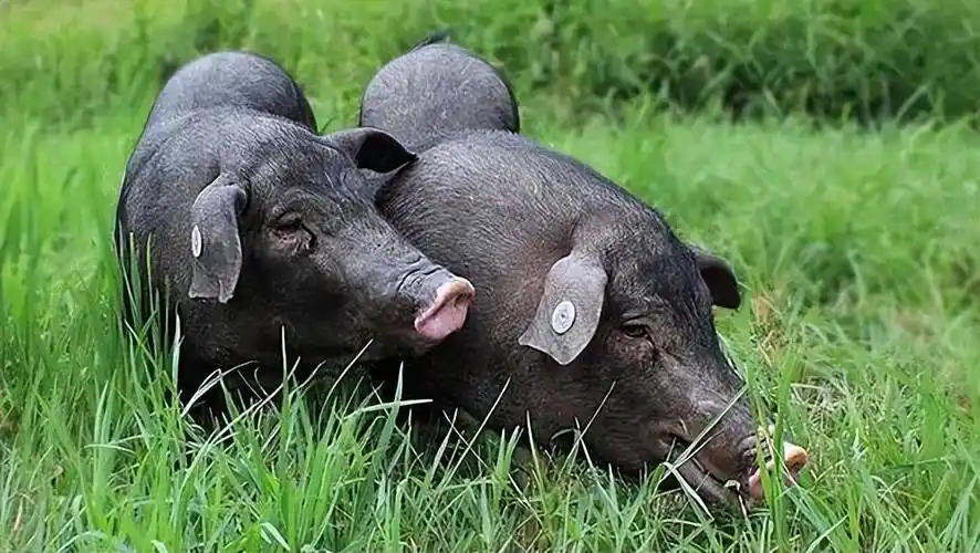 高回报的黑猪养殖,1万200天赚6000!竟是传销陷阱?-一洼田