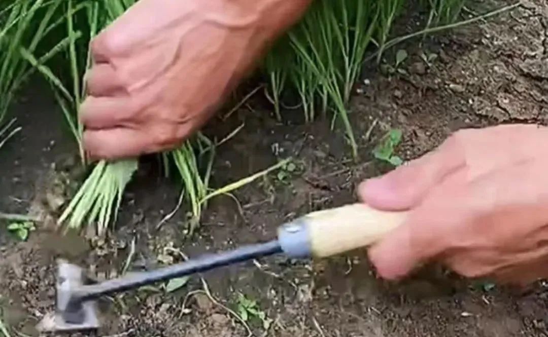 原田易购,表面是商城电商平台,实则是互助骗局警惕-一洼田