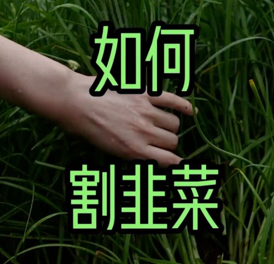 资金盘骗局里面，单割是什么意思-一洼田